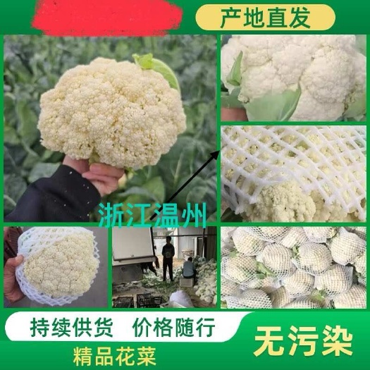 浙江温州市青梗白面小米粒，新鲜花菜，保质保量持续发货