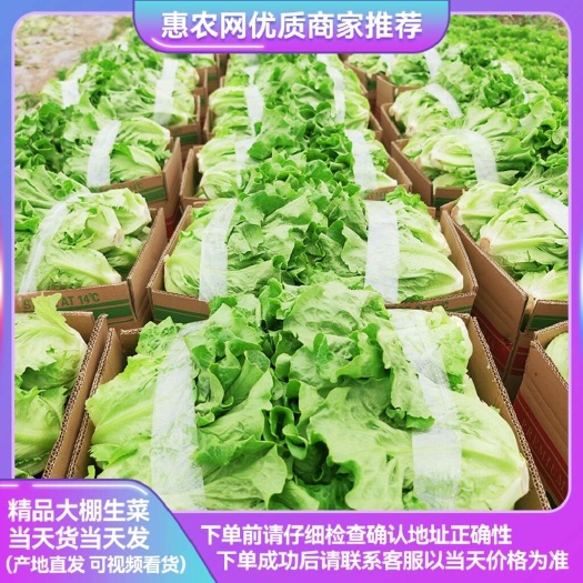 江苏生菜 意大利生菜 一手货源 视频看货 产地直发