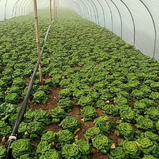 怀远县安徽蚌埠怀远县新鲜黄心乌塌菜 当日发货 叶菜类健康食材