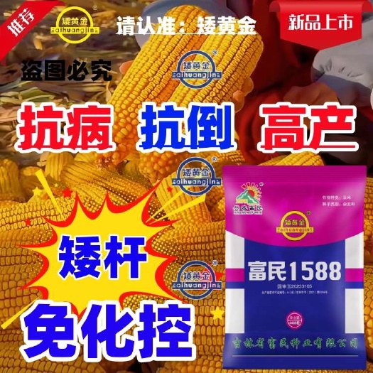 双国审玉米种子新品种矮杆大棒抗倒南方北方均可种植耐高温抗锈病