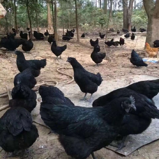 昆明优质五黑绿壳蛋鸡苗，稳产蛋率，已做好疫苗！提供技术支持。