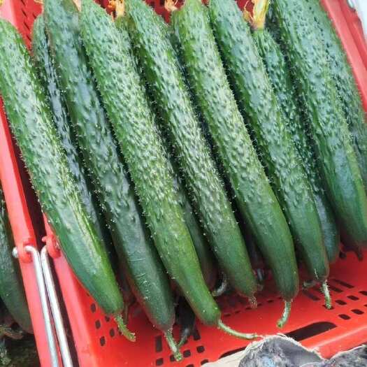 兰陵县本地精品青瓜大量上市支持各种包装有需要的老板联系