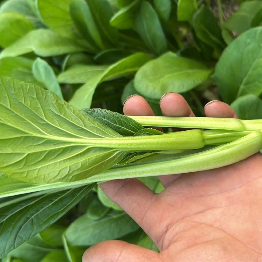 长沙广东菜心酒店专用