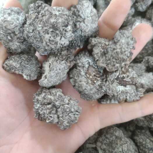 鱼台县核桃菌猴脑菌产地批发自产自销
