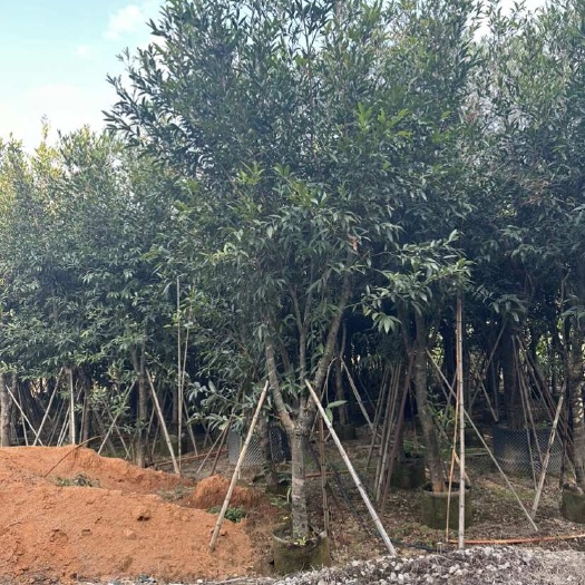 广东省揭阳市普宁市供应蒲桃苗木 车整车发货带技术指导