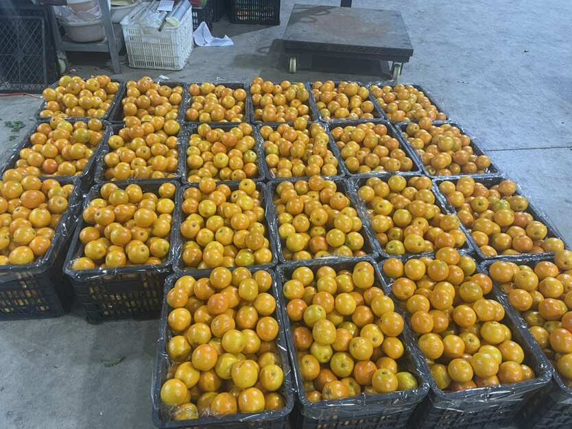 云南高山冰糖橙