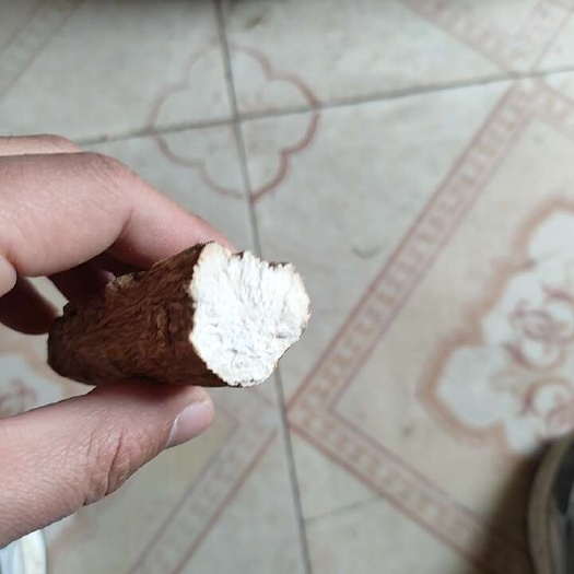 开封白芷