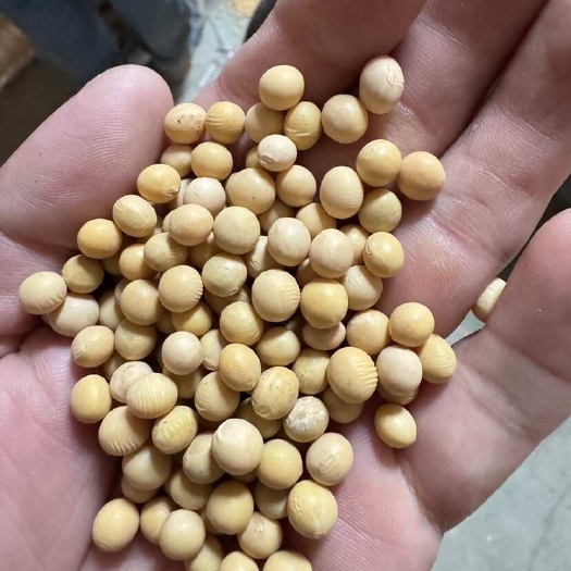 新沂市高蛋白东北豆