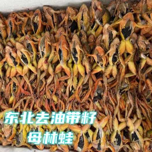 东北特产长白山蛤蟆