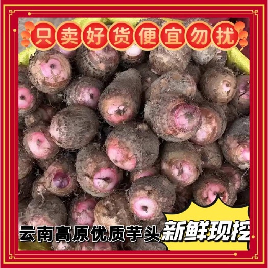 弥渡县云南高原红芽芋头新鲜现挖现发零售包邮可一件代发直播供应