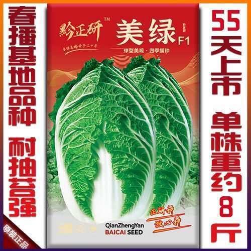 引进韩国大白菜种子四季王白菜种子春夏秋播种大白菜种子基地种植