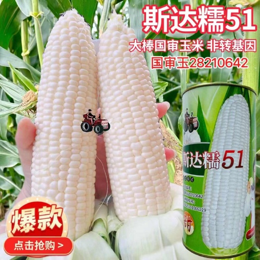沭阳县斯达糯51鲜食糯玉米种子白甜糯玉米种子鲜食大棒玉米种子