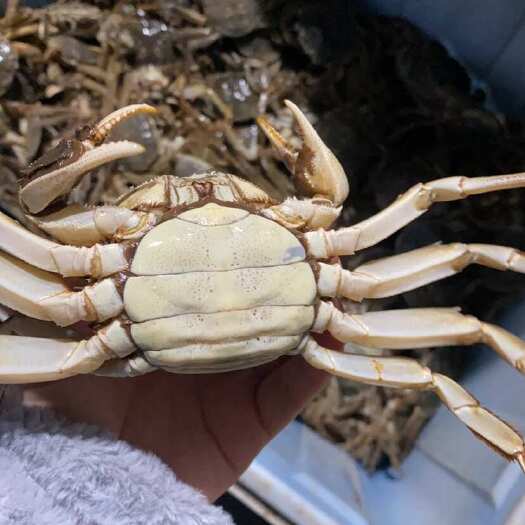 洪湖市洪湖清水大闸蟹，产地直销，全国可发