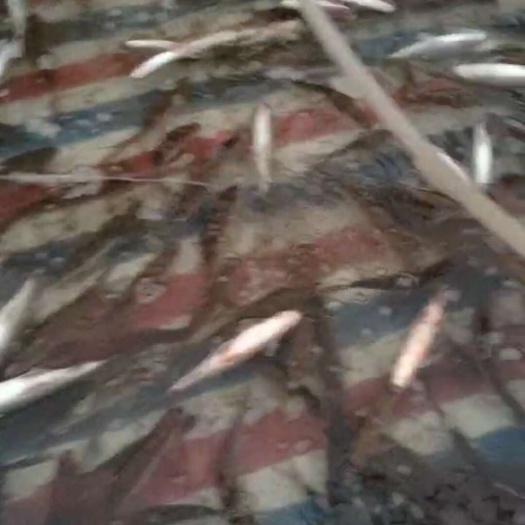 博白县鲮鱼