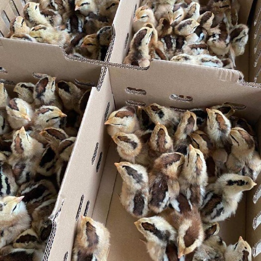 南宁瑶鸡苗の黑瑶鸡，青脚土鸡苗，已做好马立克疫苗