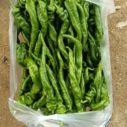 宁都县螺丝辣，罗线