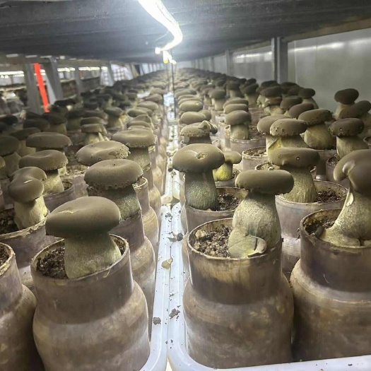 贞丰县常年销售牛肝菌，可以改良土壤，有机肥原料