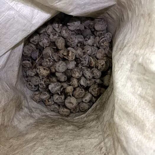 贺州鲜甜爽口，量大，标果，4万到5万斤