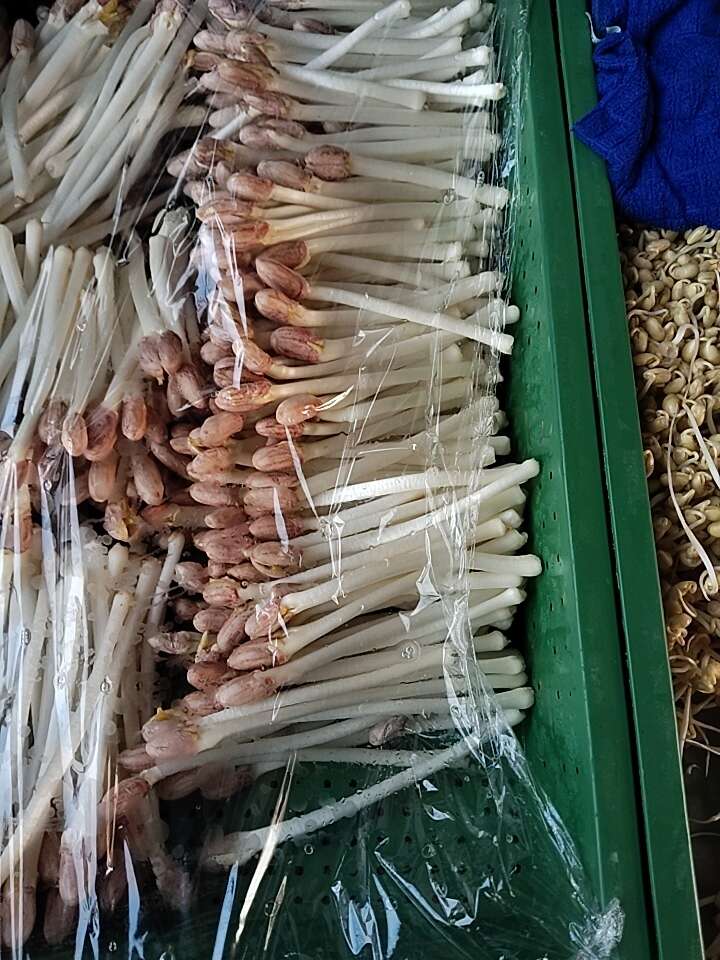 新鲜花生芽 四川广元苍溪县直供 当日采摘可追溯