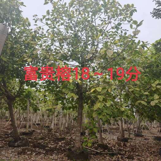 南宁富贵榕18～19分