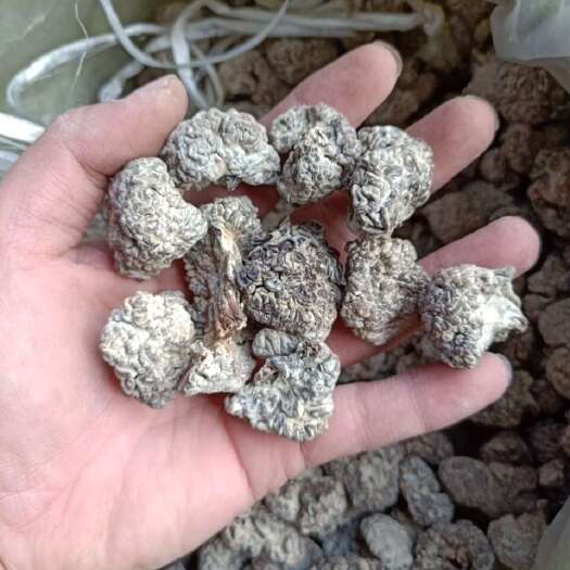 鱼台县核桃菌又名猴脑菌 酒店专用 展会专用 加工厂专用 常年供货