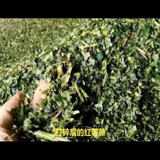 合浦县青储牧草 红色秧 红薯藤 发酵 散装都有，全国最大