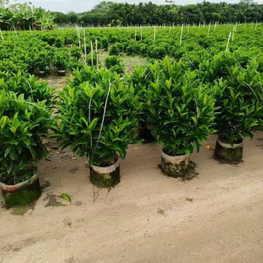 普宁市非洲茉莉30-200，各种规格，大量低价出售