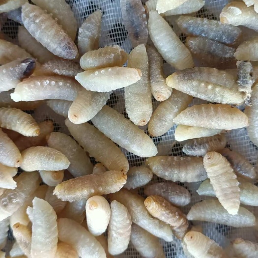 南丹县蜂蛹，冰冻蜂蛹，树蜂三级熟冻
