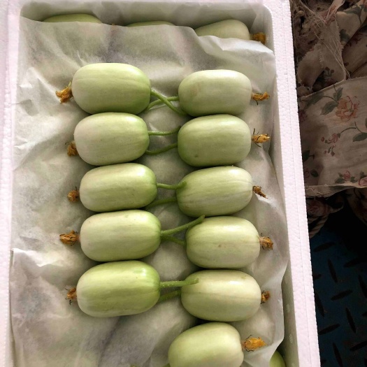 寿光市玉女黄瓜产地直采直发，品质上乘，品质保证欢迎咨询洽谈！