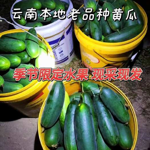 耿马县云南新鲜老品种土黄瓜