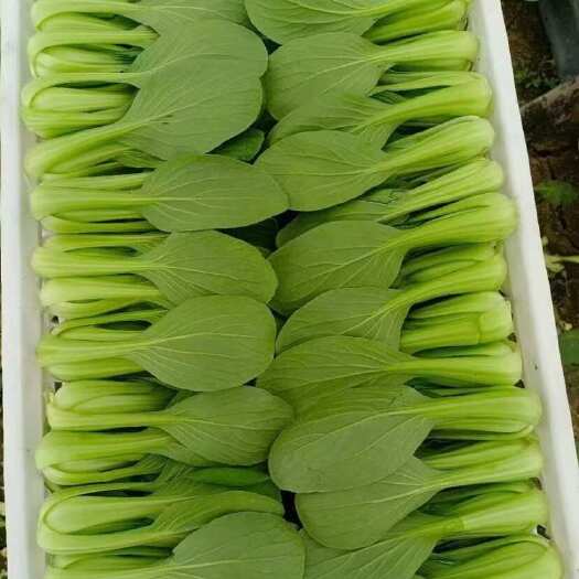 南通新鲜精品上海青 江苏南通直发 高品质蔬菜 安心食用 绿色健康