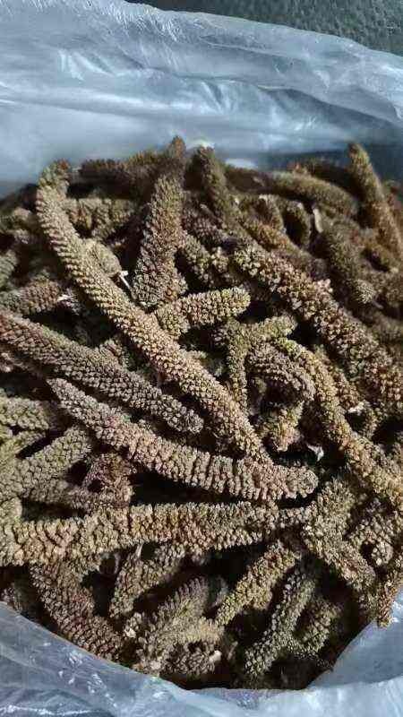 六盘水石菖蒲种子