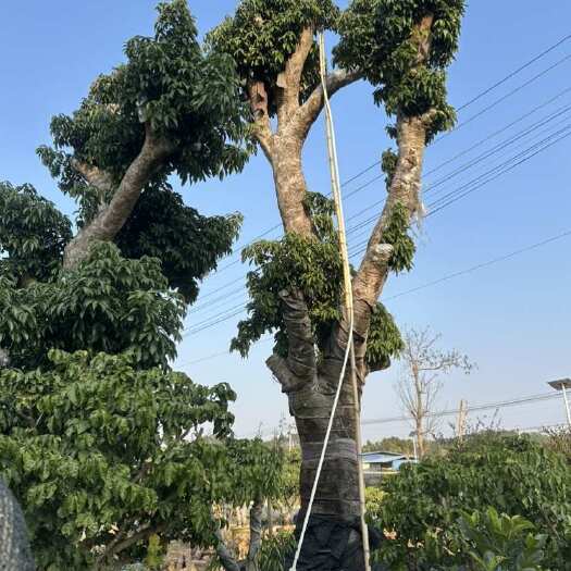 灵山县百年荔枝，快速结果，可以做风景树还可以结果
