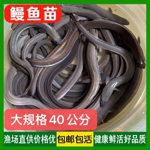 鲜活淡水白鳗苗当日捕捞新鲜发货 水产食用鱼苗淡水养殖批发