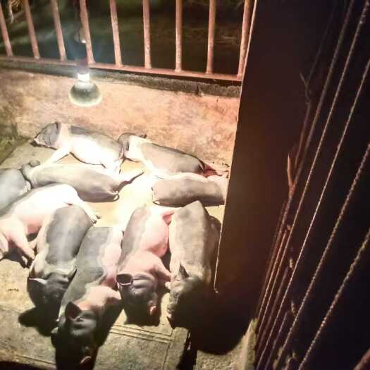 广西南宁西乡塘区提供优质猪苗种畜禽生产经营许可证保障品质