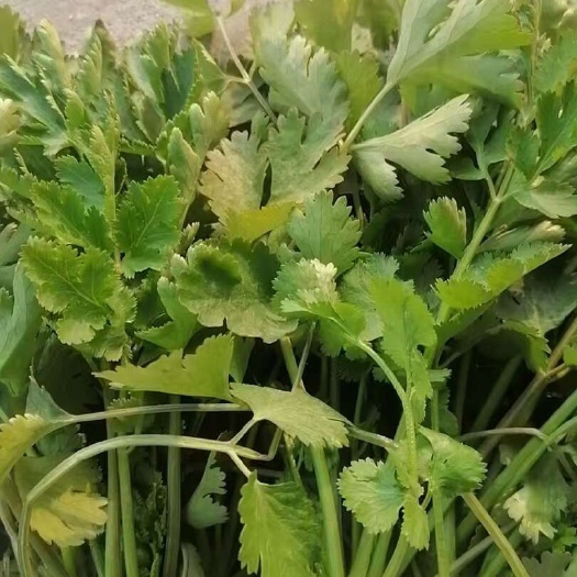 陆地香菜