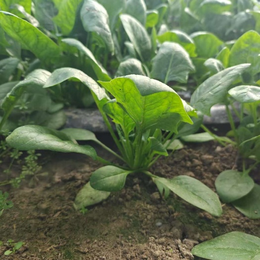 聊城新鲜大叶菠菜 直供来自山东聊城 农家优质采摘 绿色健康蔬菜