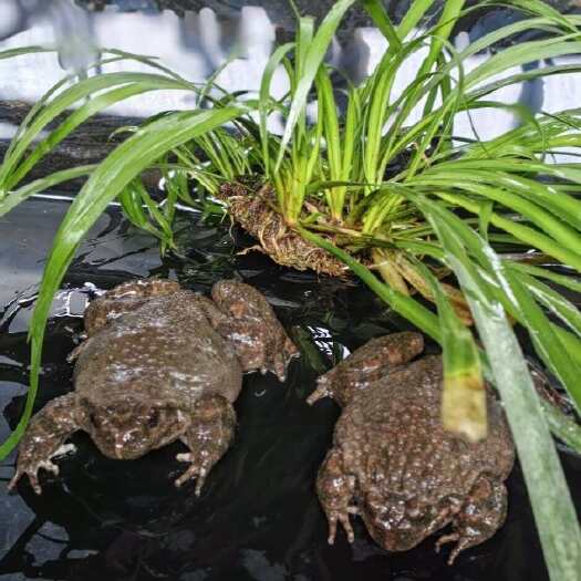 水产鲜活石蛙 恩施鹤峰县现捕发货 风味足 品质佳 口感好