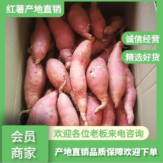 雄县龙薯  雄县农家自种烟薯25｀小蜜薯软儒超甜