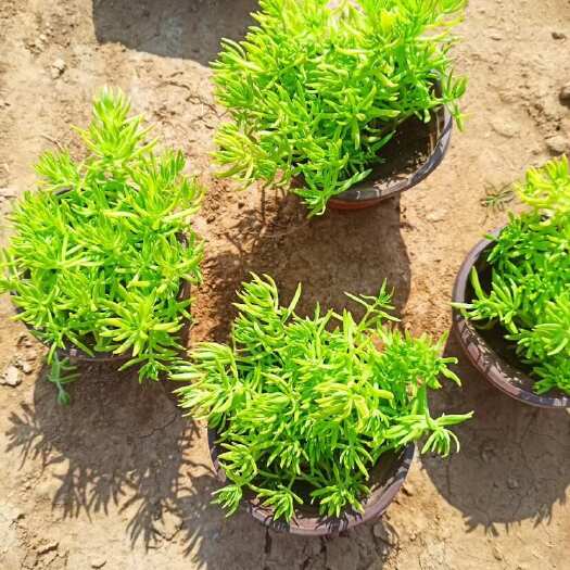 青州市金叶佛甲草 杯苗 穴盘苗 盘苗