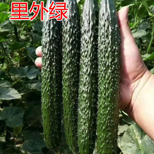 寿光市里外绿黄瓜种子 瓜条油亮 绿瓤节节有瓜