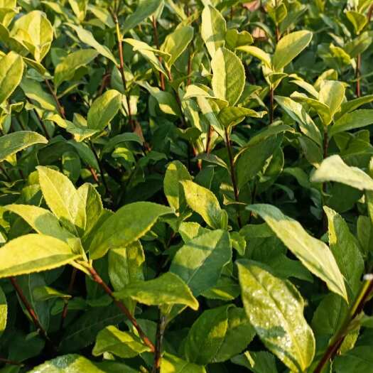 恩施市供应茶苗金观音茶苗