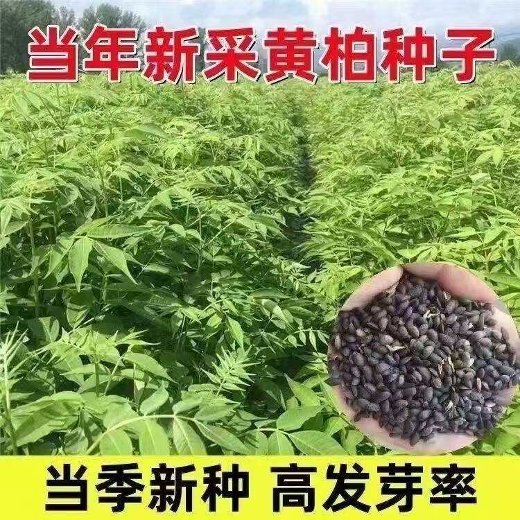 新采厚皮黄柏种子中药材黄柏树超厚川黄柏种子