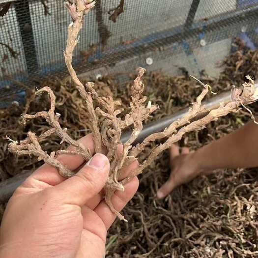 巴中石菖蒲干货