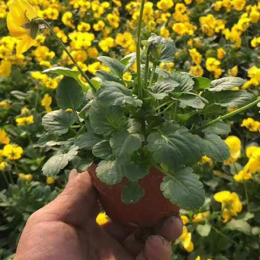 青州市三色堇 角堇 耐寒植物种植基地