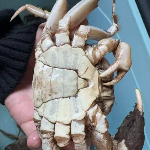 泗洪县27规格和38规格 硬规格均有货 货源充足