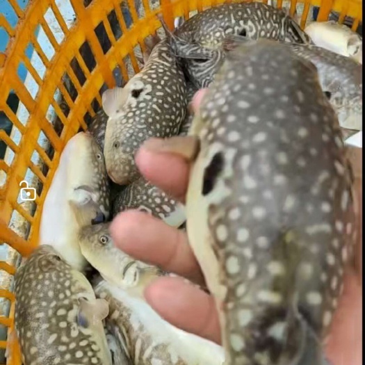 河豚鱼（菊黄）