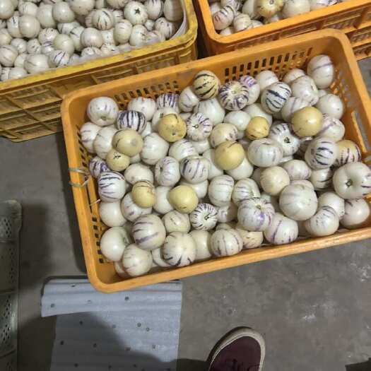 金平县精品人参果 大量上市