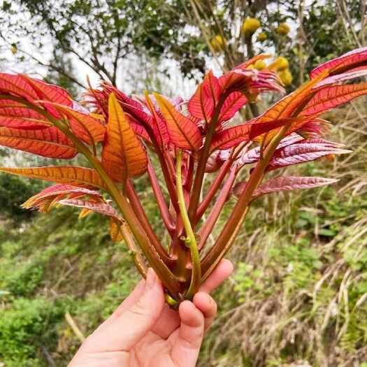 弥勒市云南头茬纯红油香椿，支持批发，零售。