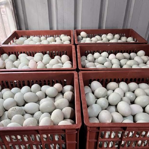 漳浦县自家养殖新鲜鸭蛋精品蛋通货蛋